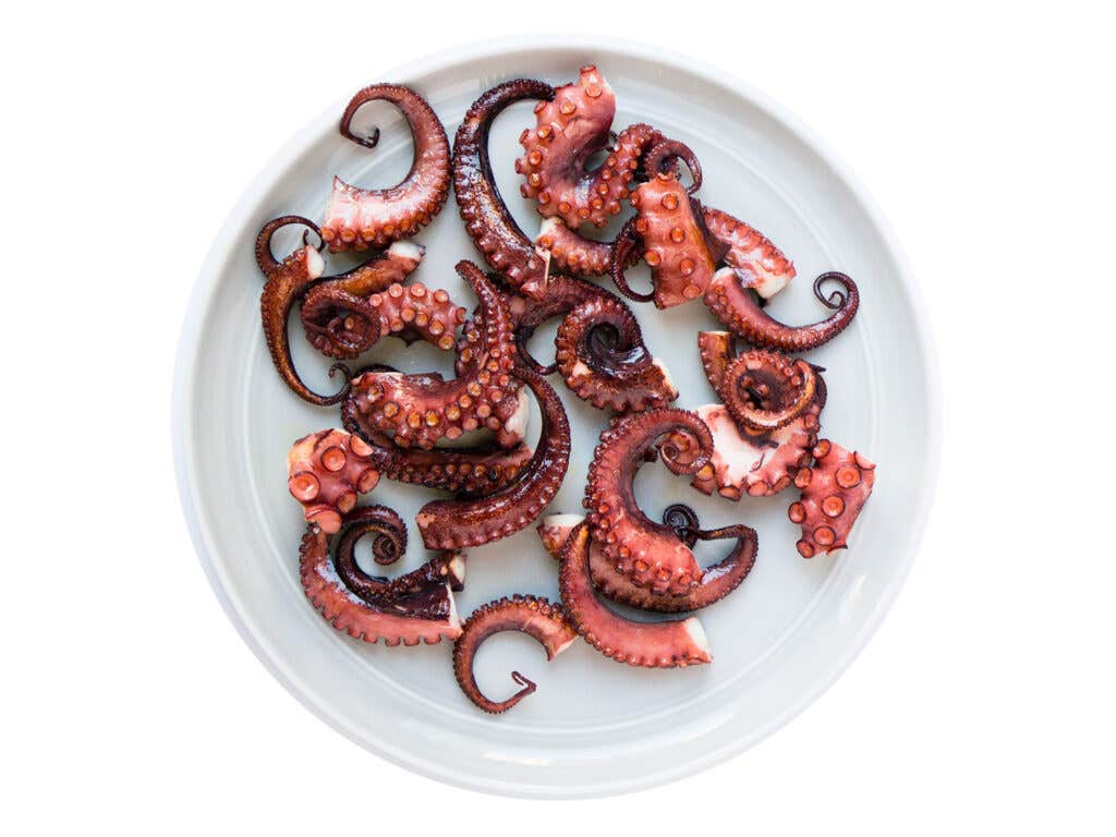 Octopus Octopus