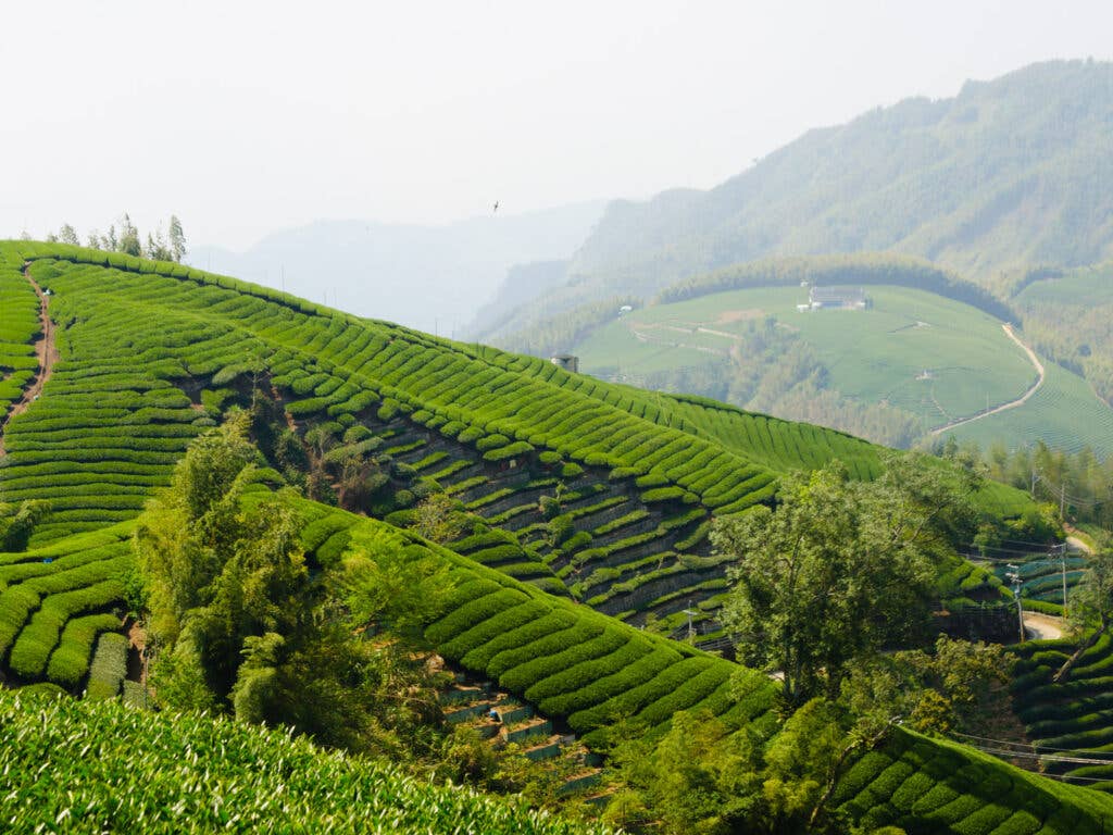 Tea Fields Taiwan