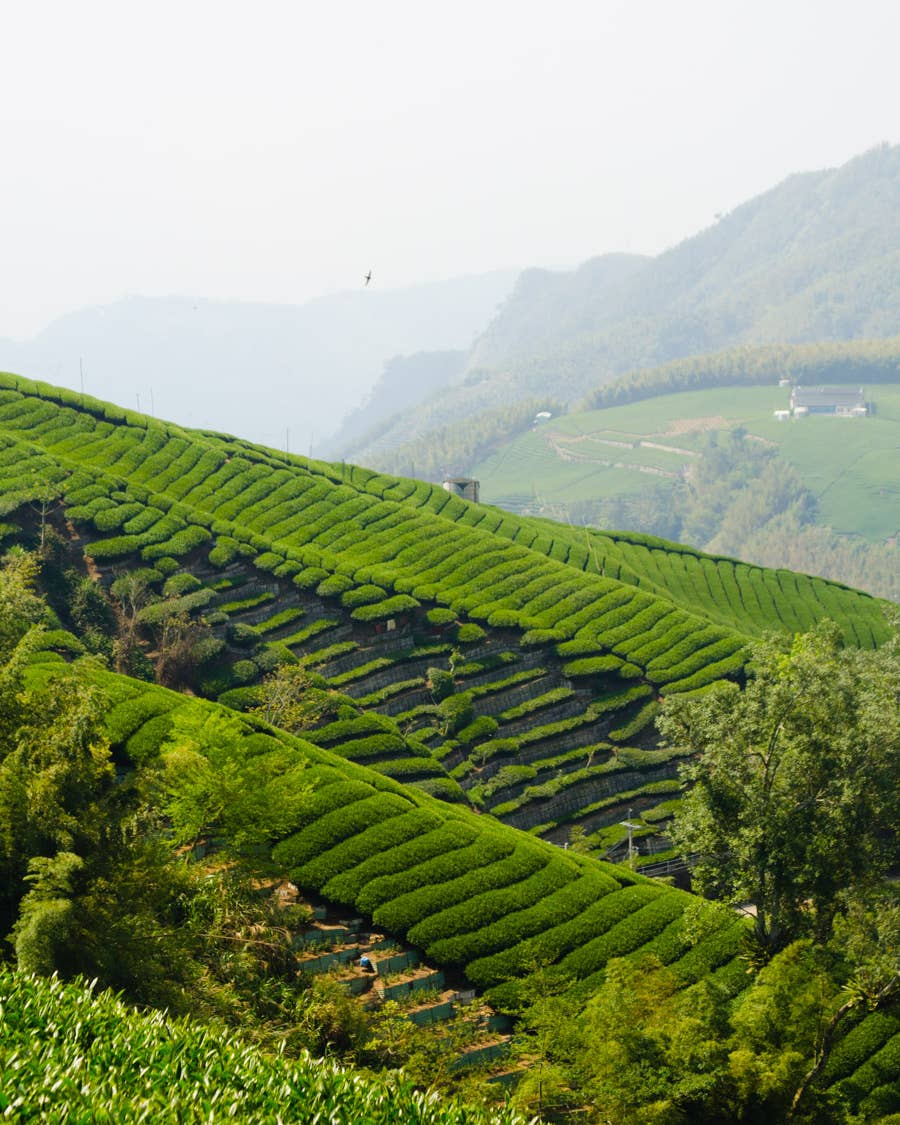 Tea Fields Taiwan