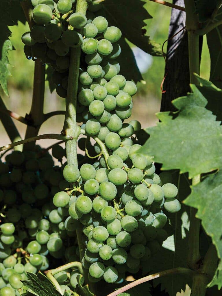 Sangiovese Grapes