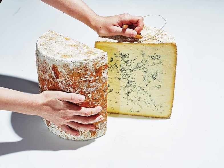 Cutting open a wheel of stilton with a cheese wire.
