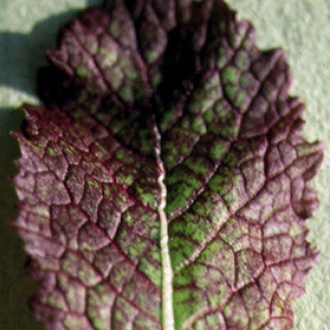 Red Mustard