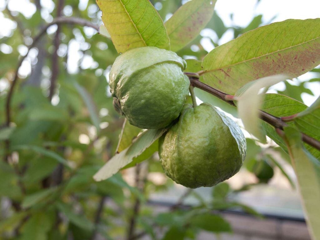 Guava (Ổi)