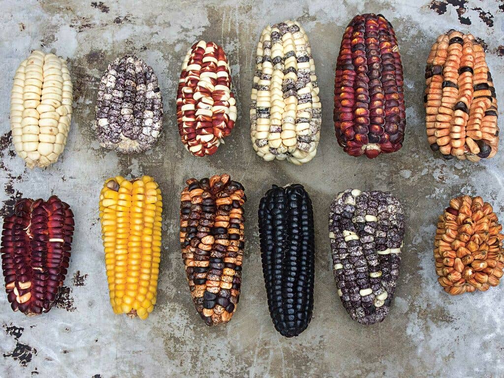 Different types of corn