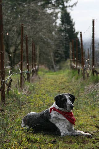 httpswww.saveur.comsitessaveur.comfilesimport2008images2008-04634-oregon_6.jpg