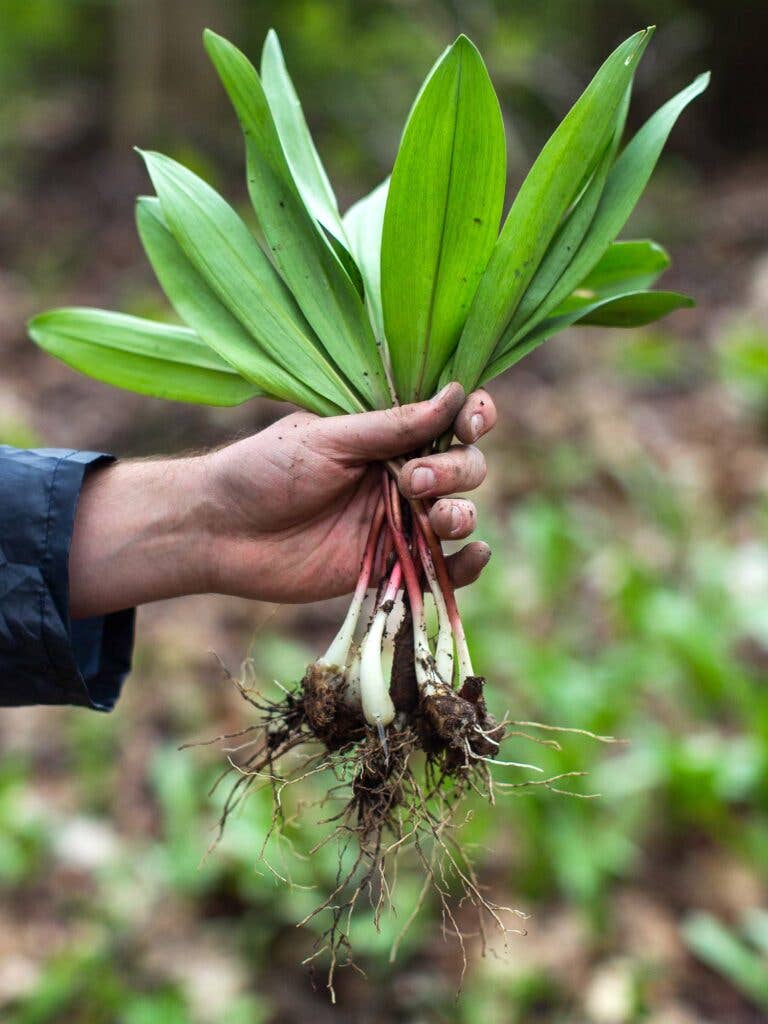 ramps foraging bundle