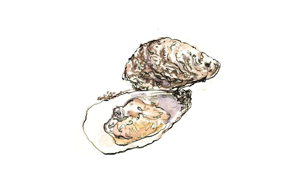 "oysters"