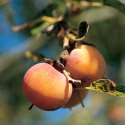 High School of the Dead  At the Persimmon Orchard