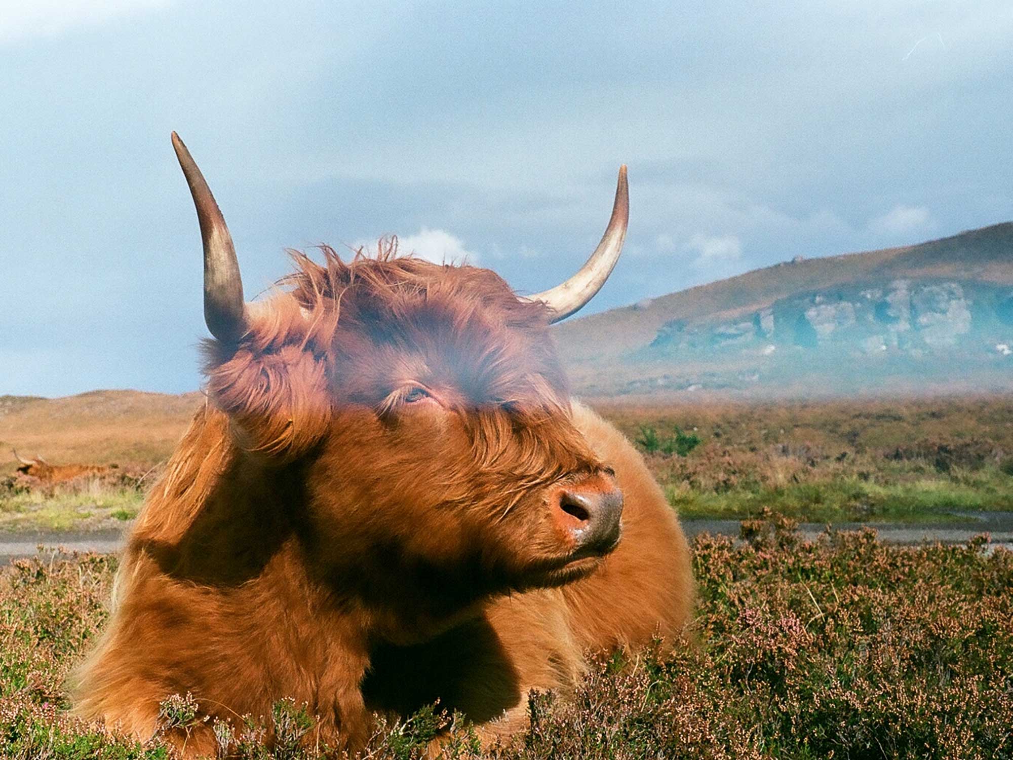 Where to see Highland cows in Scotland