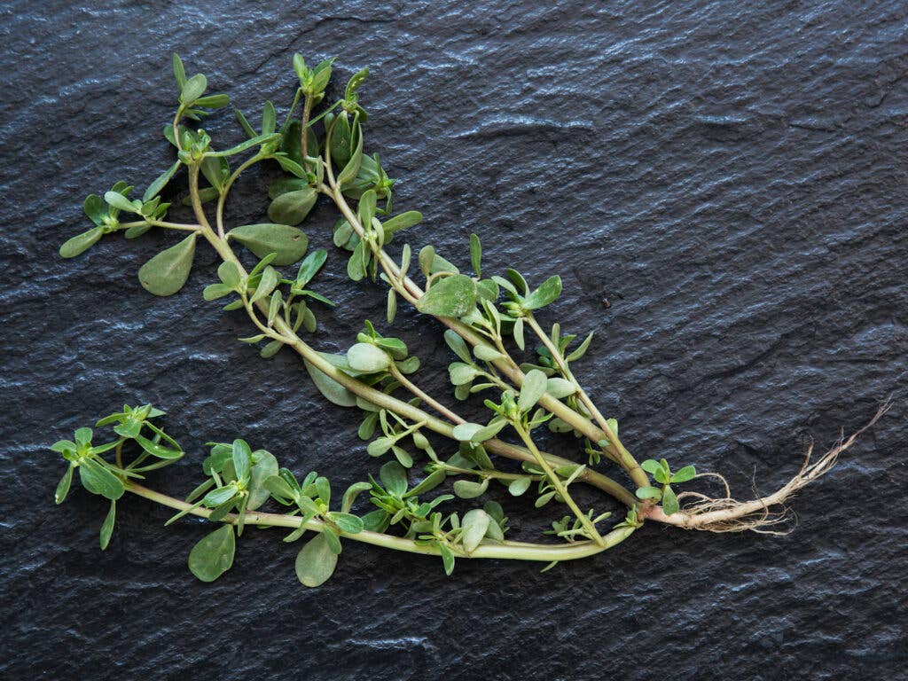 Purslane Lettuce