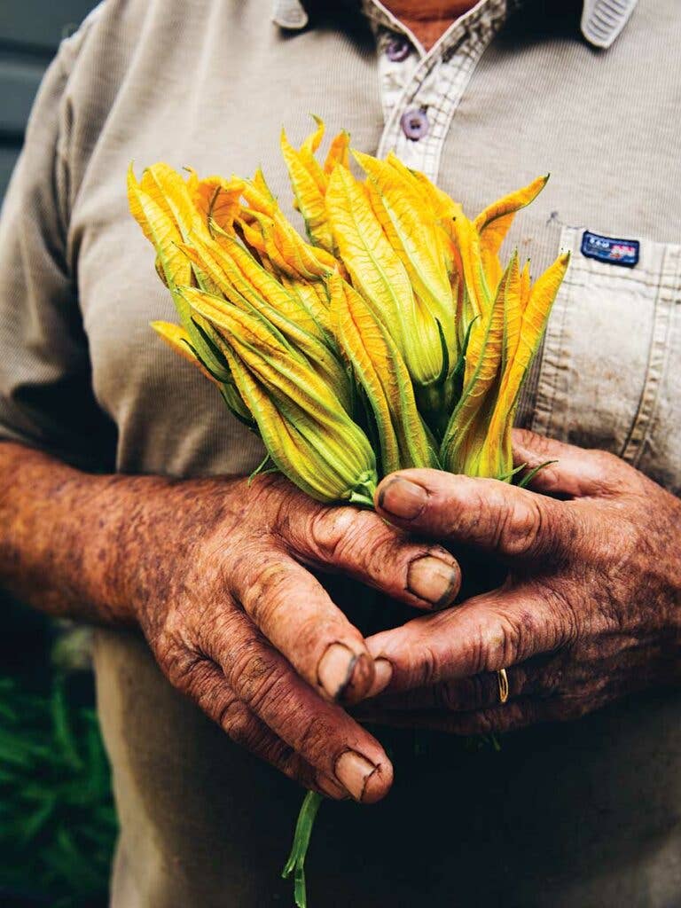 squash blossoms