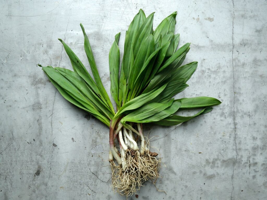 Ramps