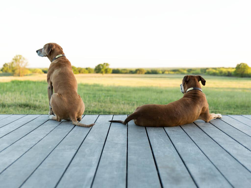 rancho loma dogs