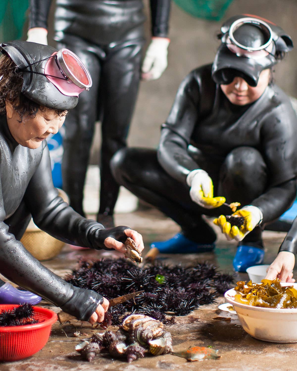The 50-Year-Old Women Diving for Sea Urchin in South Korea