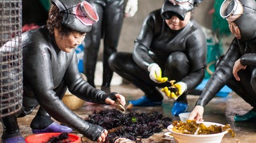 The 50-Year-Old Women Diving for Sea Urchin in South Korea