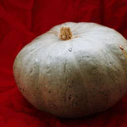 Crown Prince pumpkin