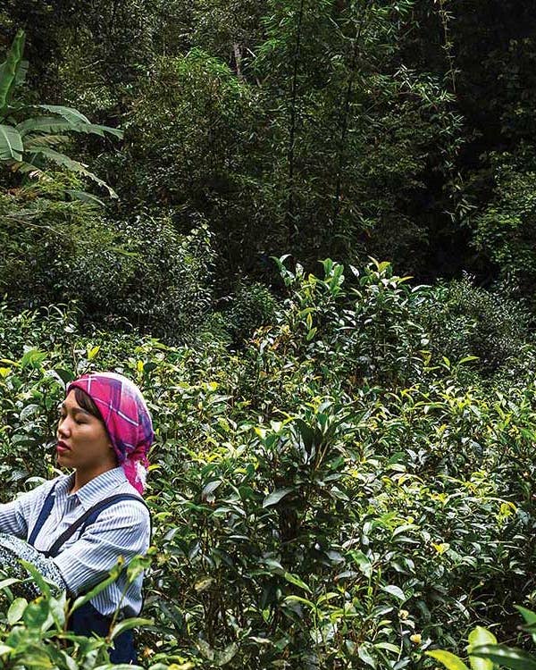 Video: Inside the Hidden World of China’s Most Coveted Tea