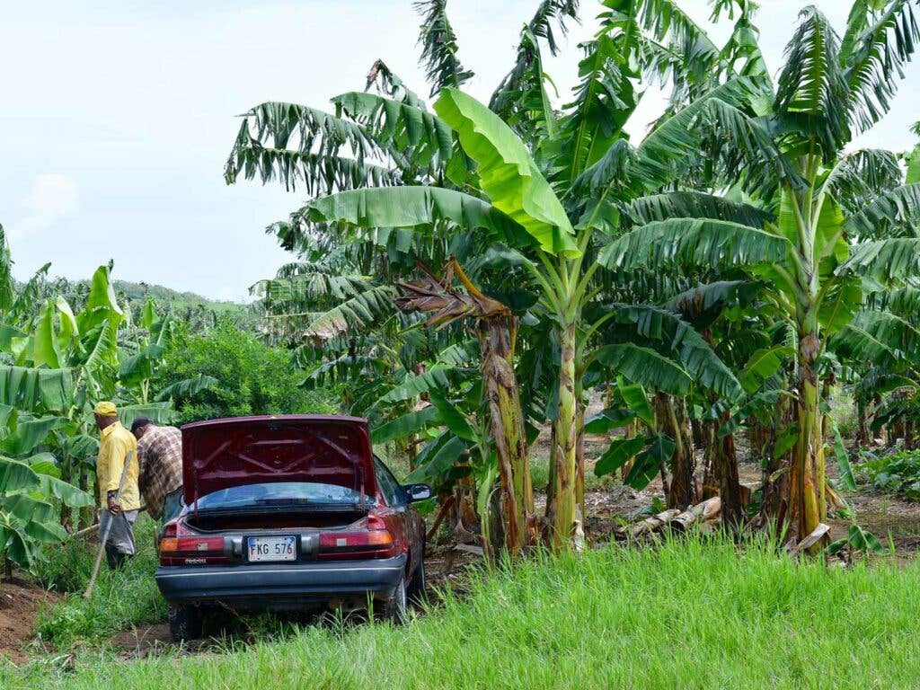 puerto rico farm