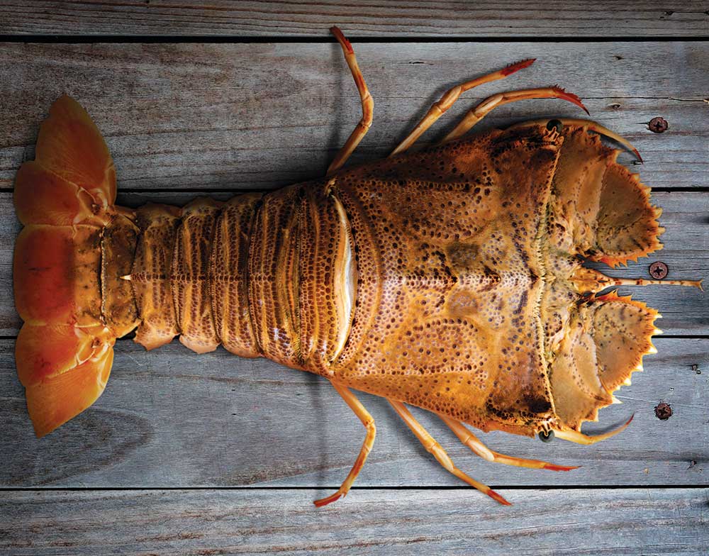 What's a Balmain Bug, and Why Do Australians Love Them? | Saveur