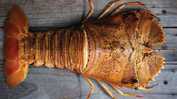 What's a Balmain Bug, and Why Do Australians Love Them?