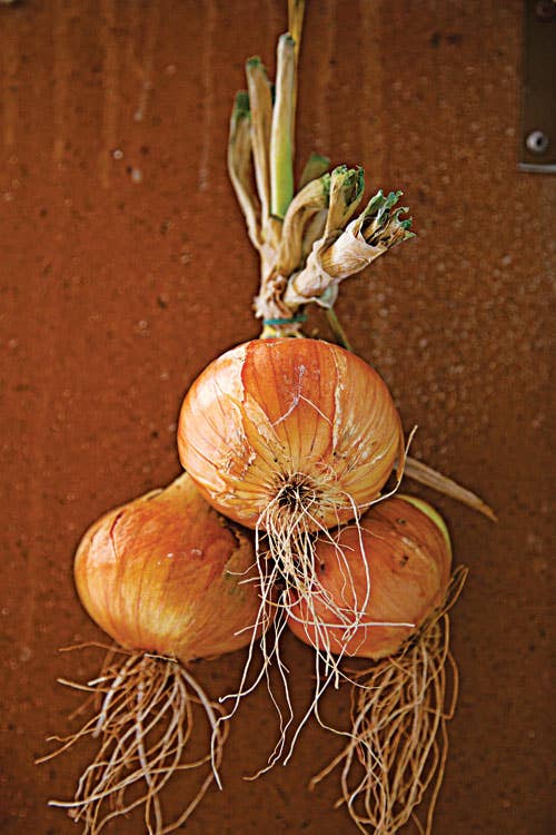 httpswww.saveur.comsitessaveur.comfilesimport20142014-03scenes-from-the-dalamatian-coast-a-bundle-of-onions-500&#215;750-i164.jpg