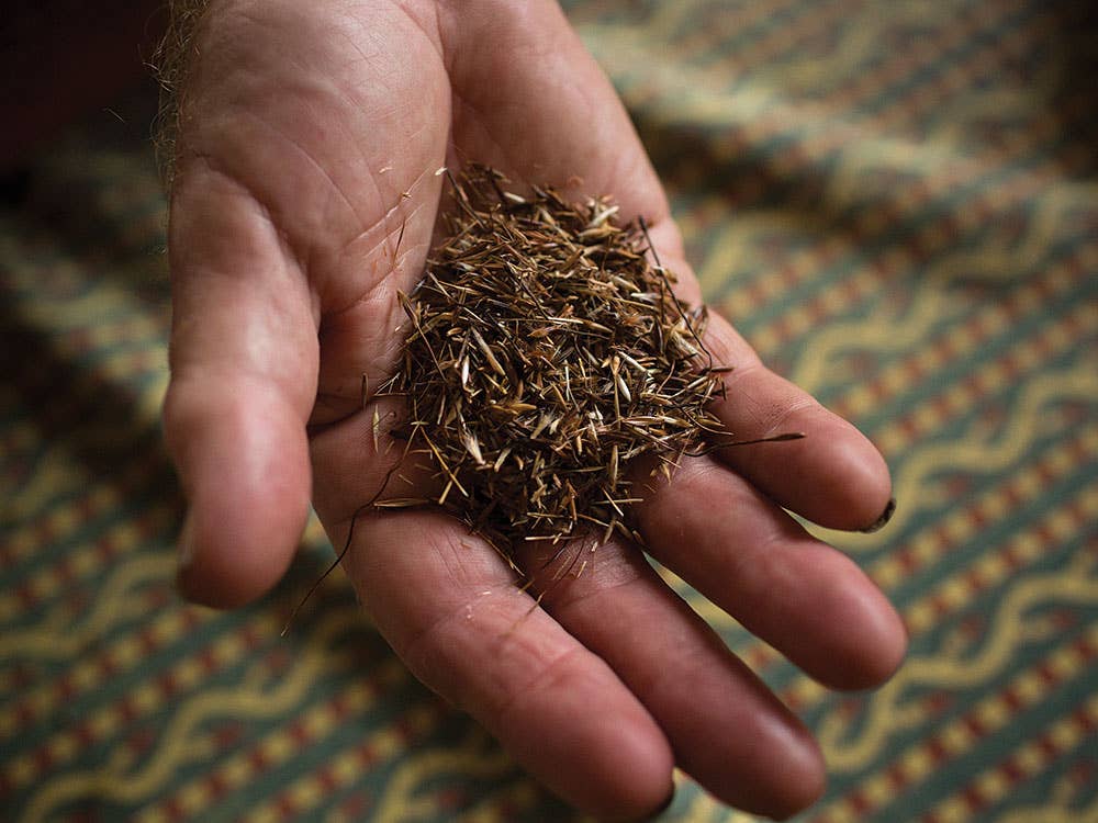 wild kangaroo grass