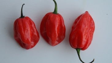 Chile Pepper Glossary