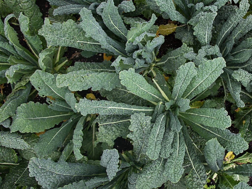 Kale Grow NYC