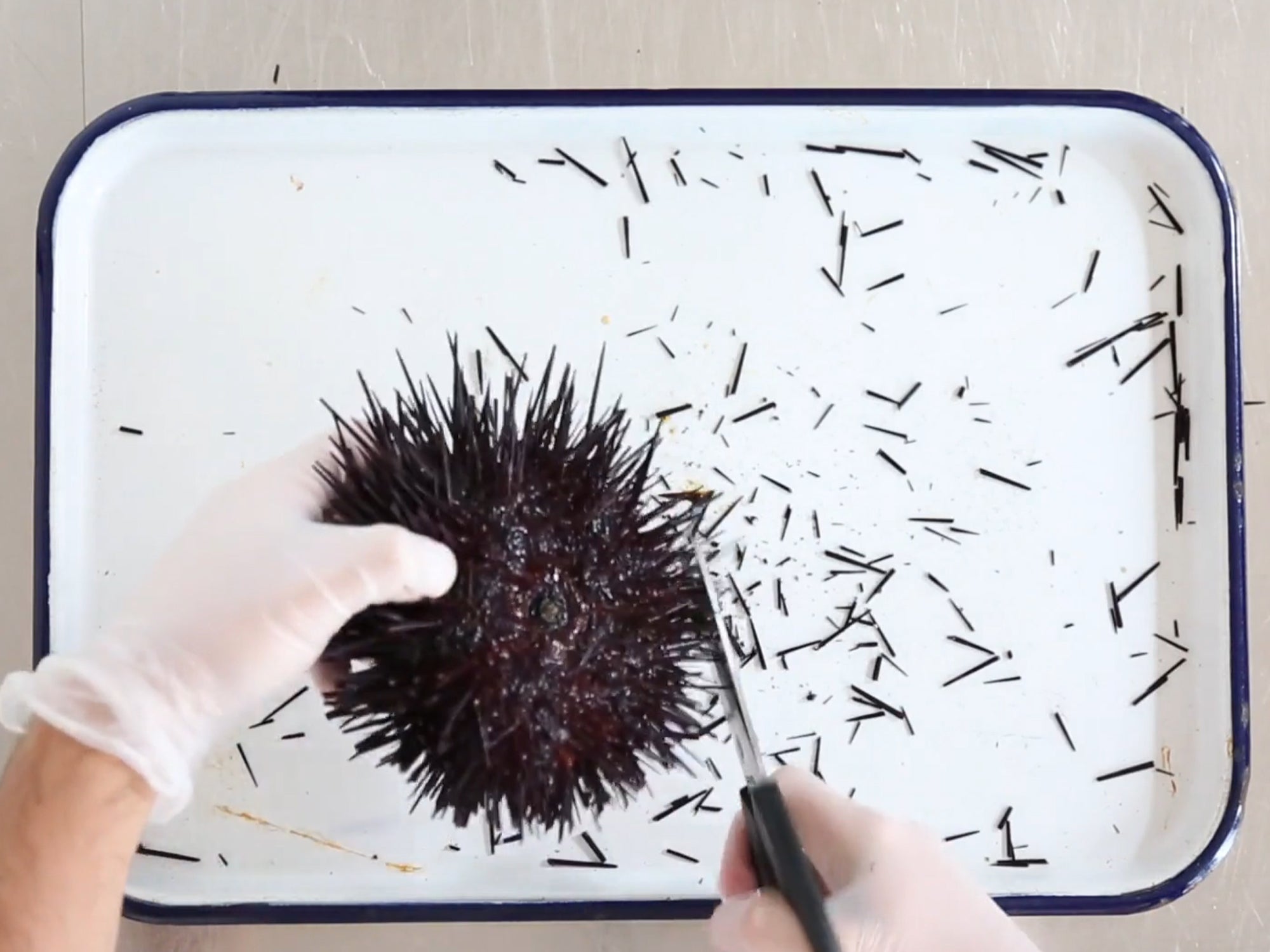 Live Sea Urchin (Uni), each