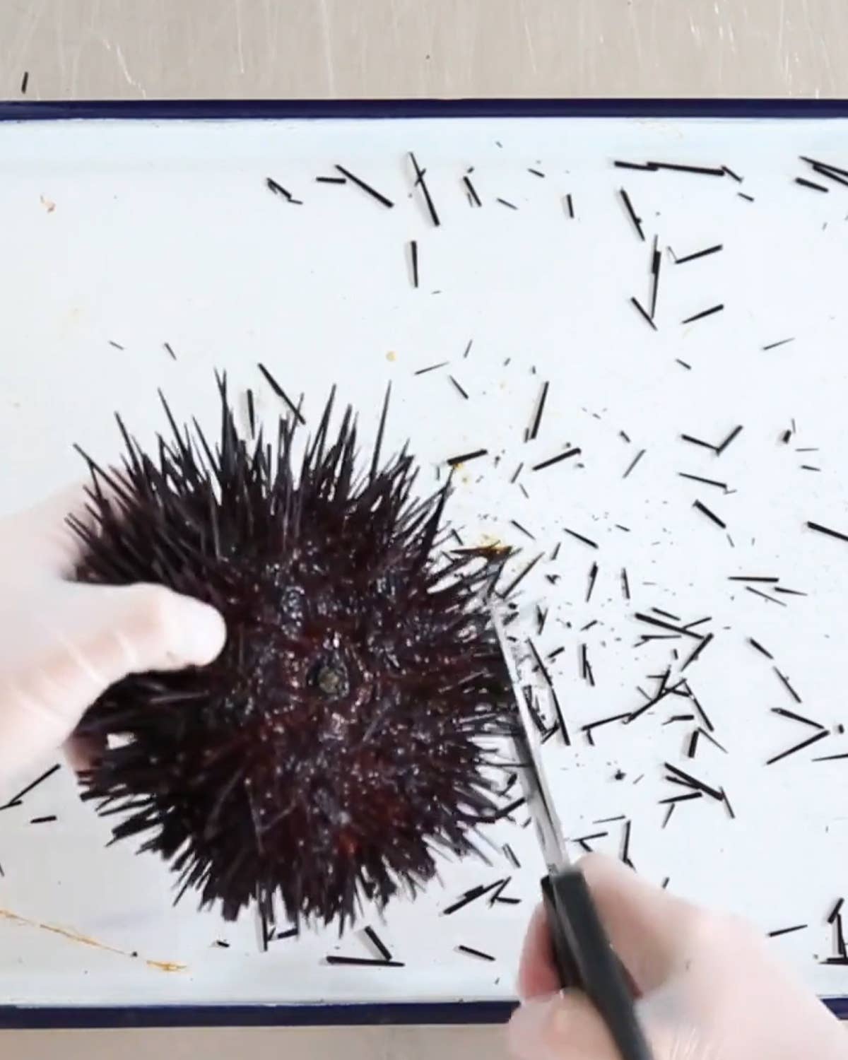 Basics: How to Prepare Sea Urchin