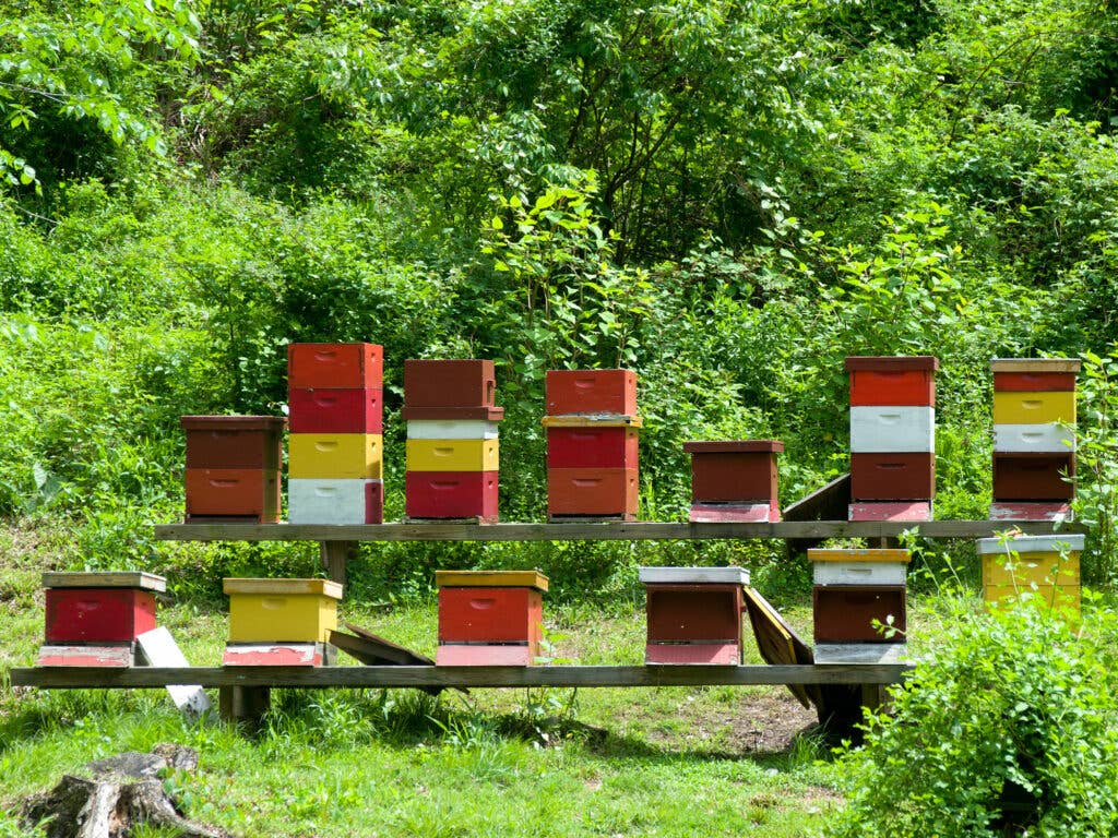 bee hives