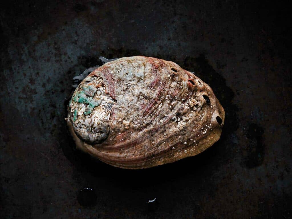 abalone shell