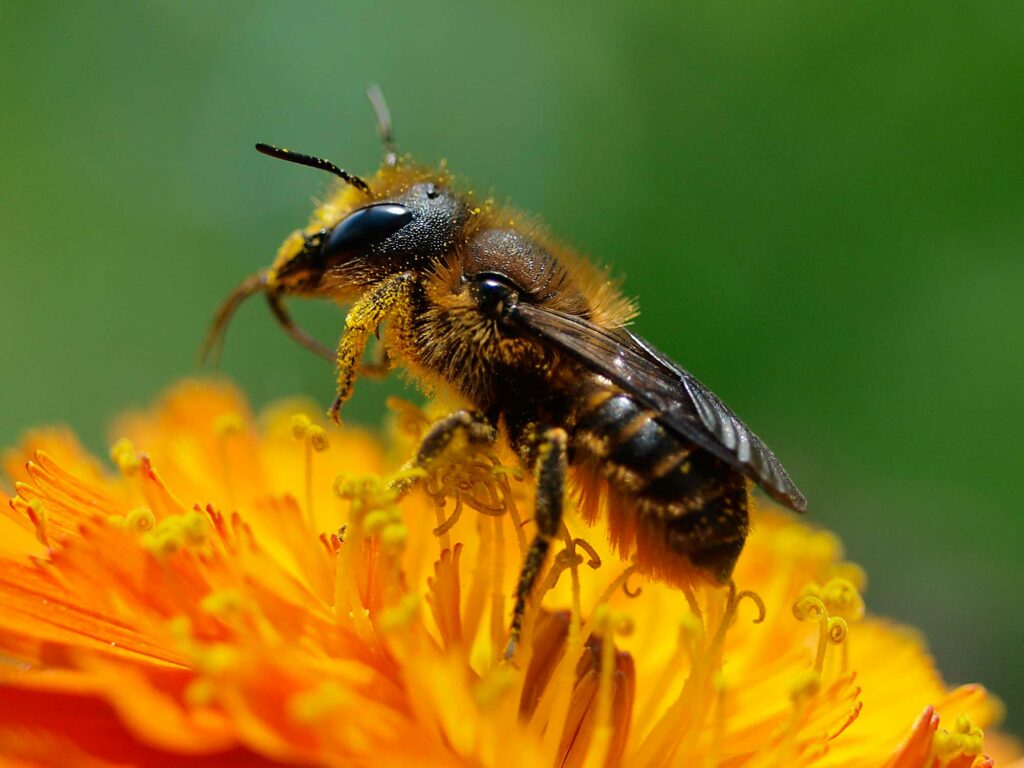 Mason Bee