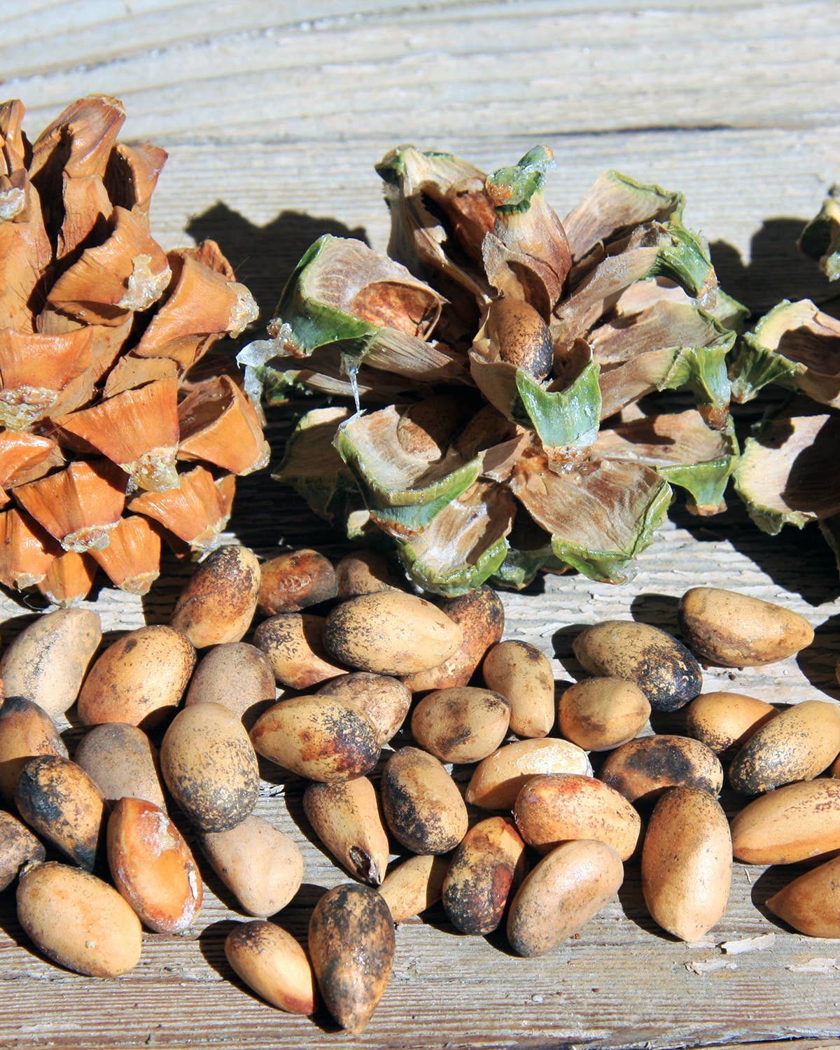 The Nutty Coffee that Fuels New Mexico