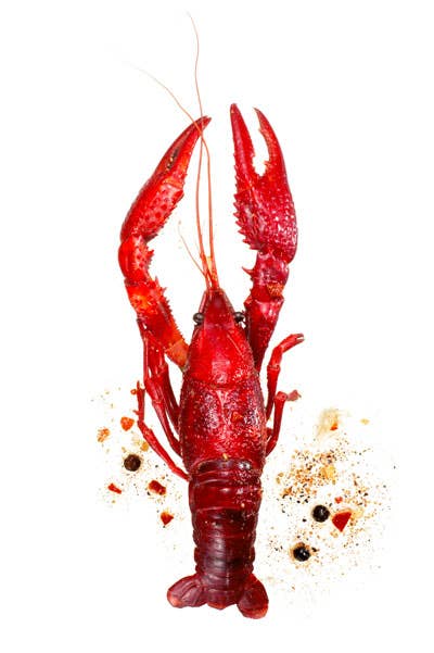 httpswww.saveur.comsitessaveur.comfilesimport2010images2010-127-sv135-crawfish-400&#215;600.jpg