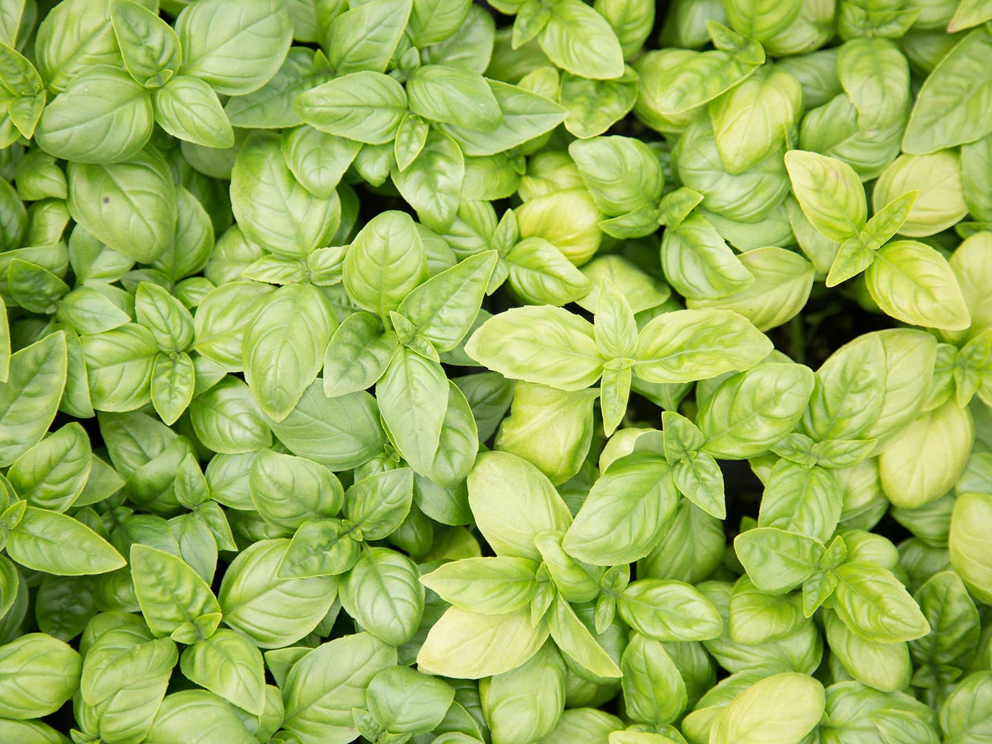 Building A Garden: Why Growing Herbs is Easy
