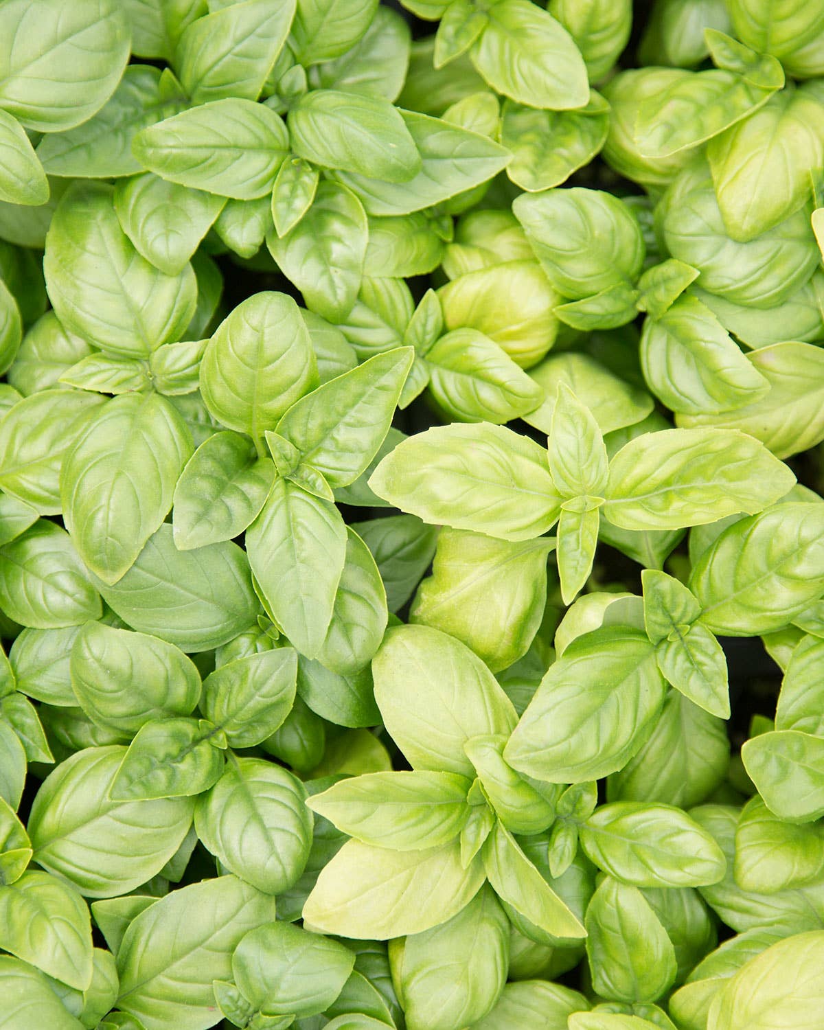 Building A Garden: Why Growing Herbs is Easy