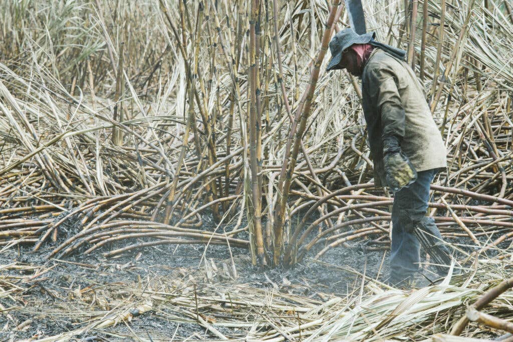 Sugar cane harvesting Colombia