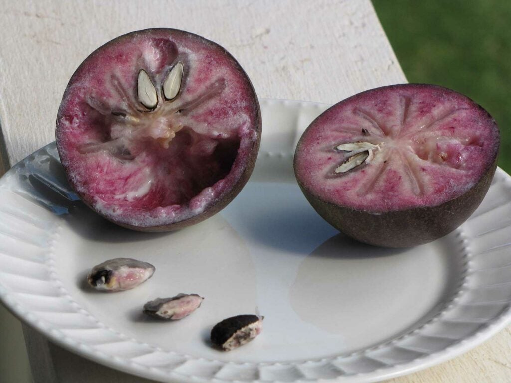 Star Apple (Vú Sữa)