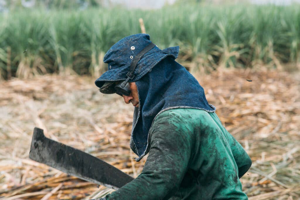 Sugar Cane Harvester, Colombia