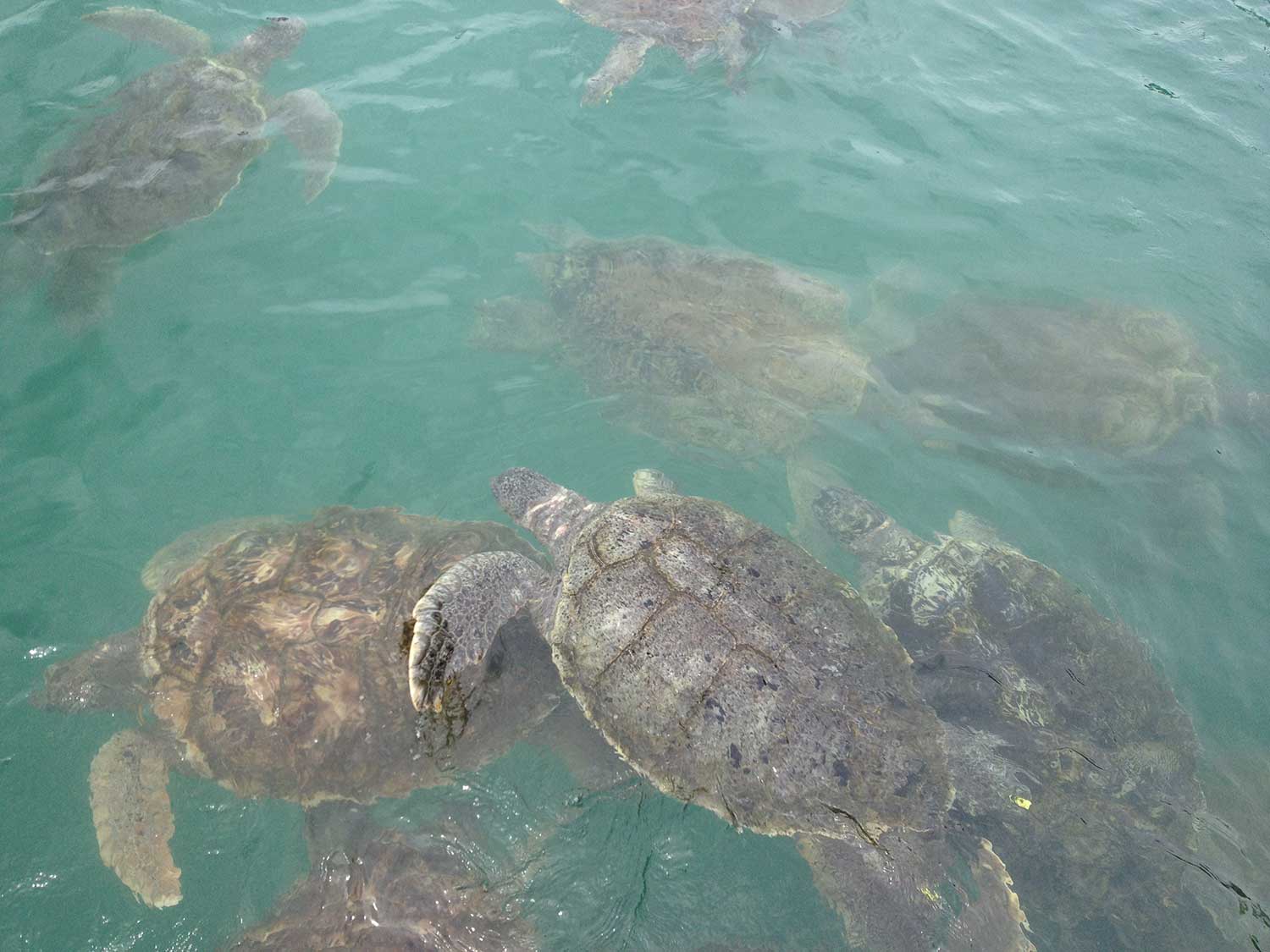 The Island Where Sea Turtles Are Still a Delicacy | Saveur