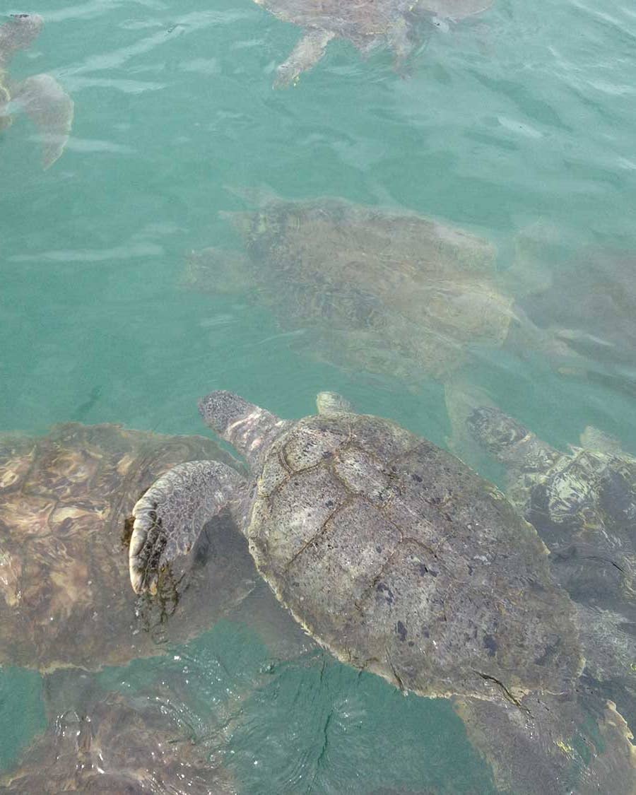 The Island Where Sea Turtles Are Still a Delicacy