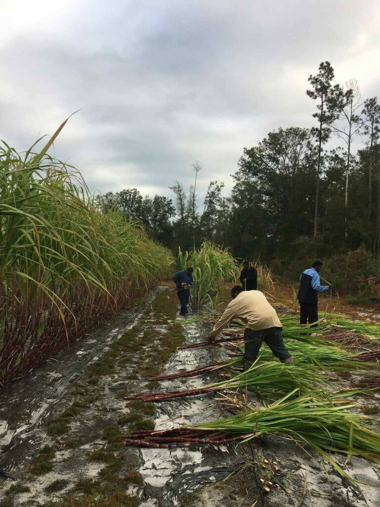 harvesting sugarcane