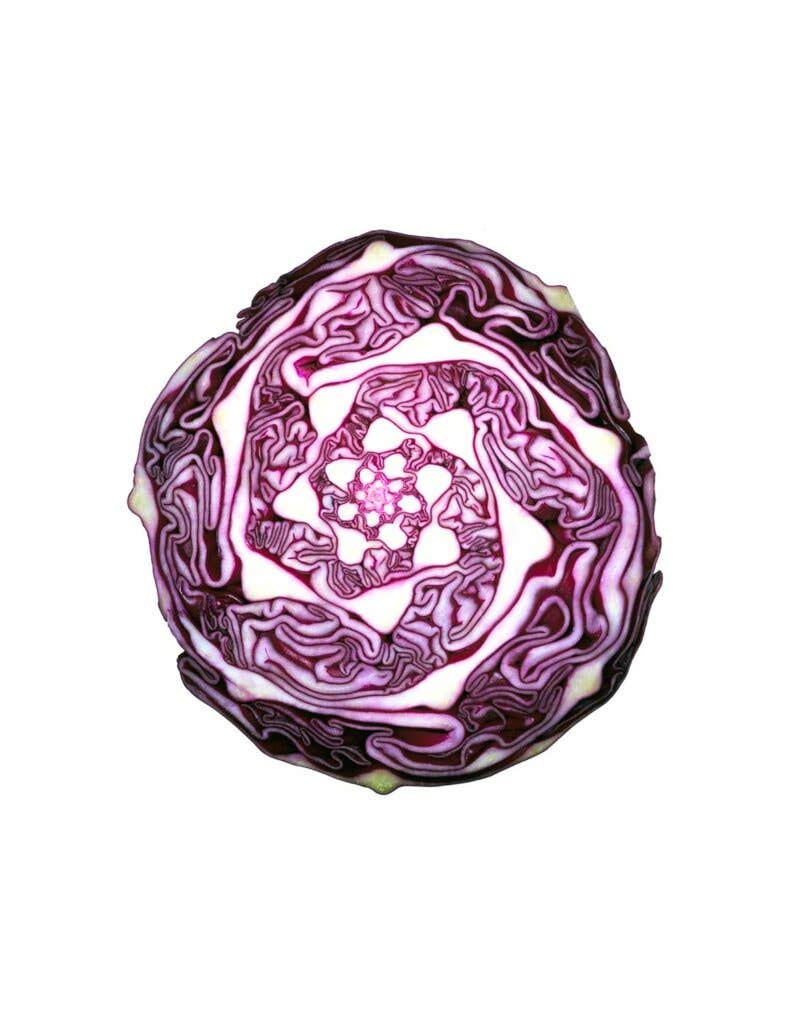 The cross section of a head of red cabbage