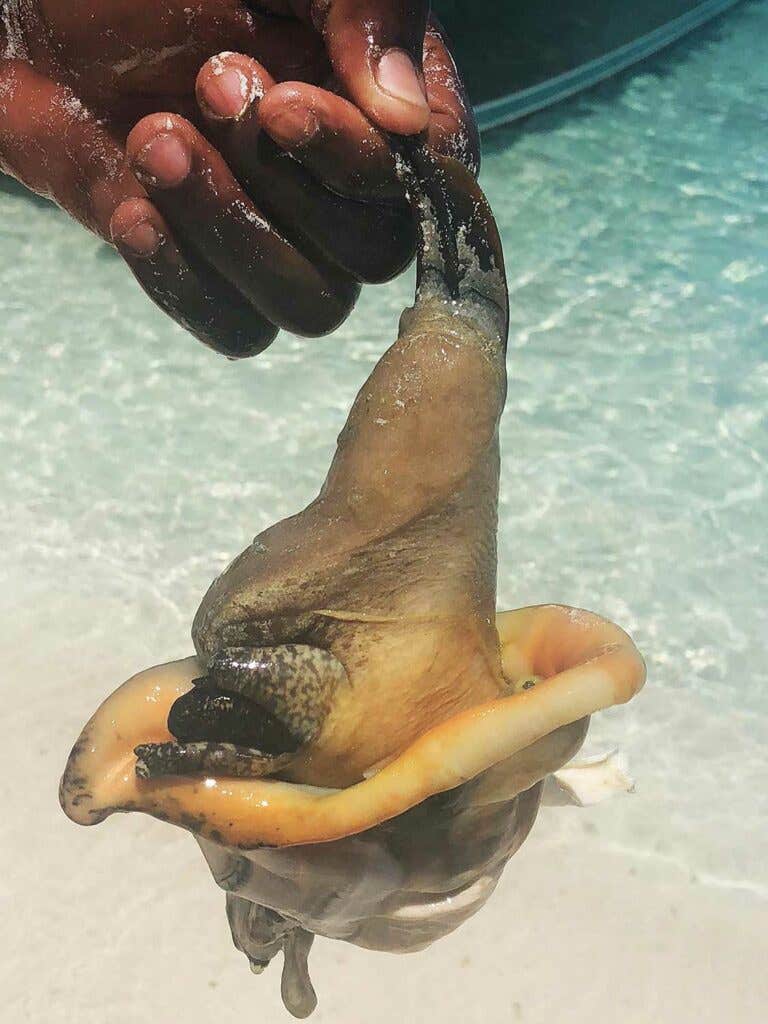 Live Conch