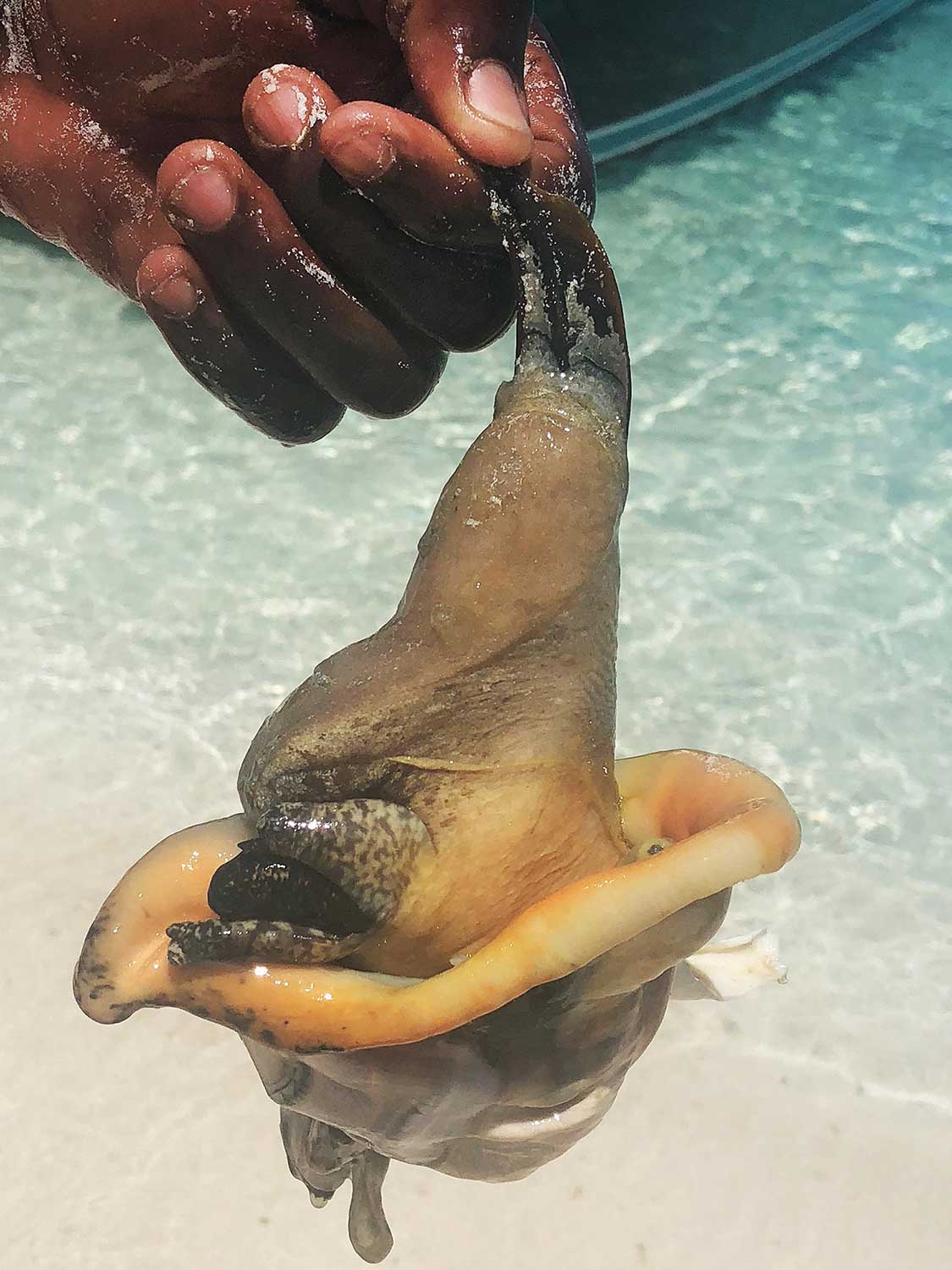 In Turks and Caicos, Conch Is Queen