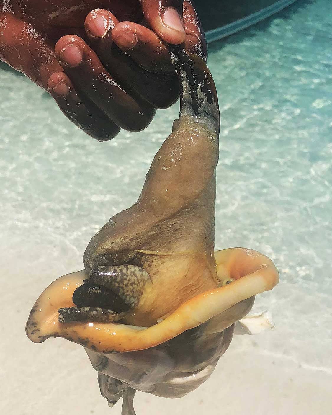 In Turks and Caicos, Conch Is Queen