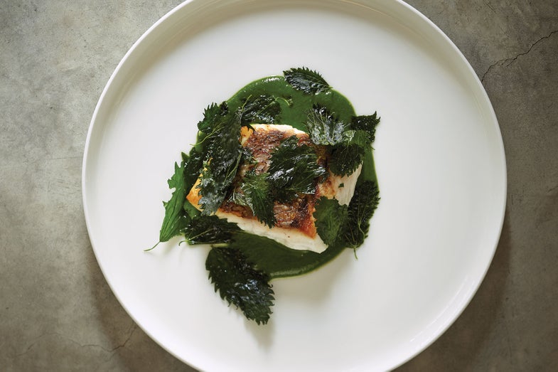 Seared Snapper with Nettle Sauce, Tasmania