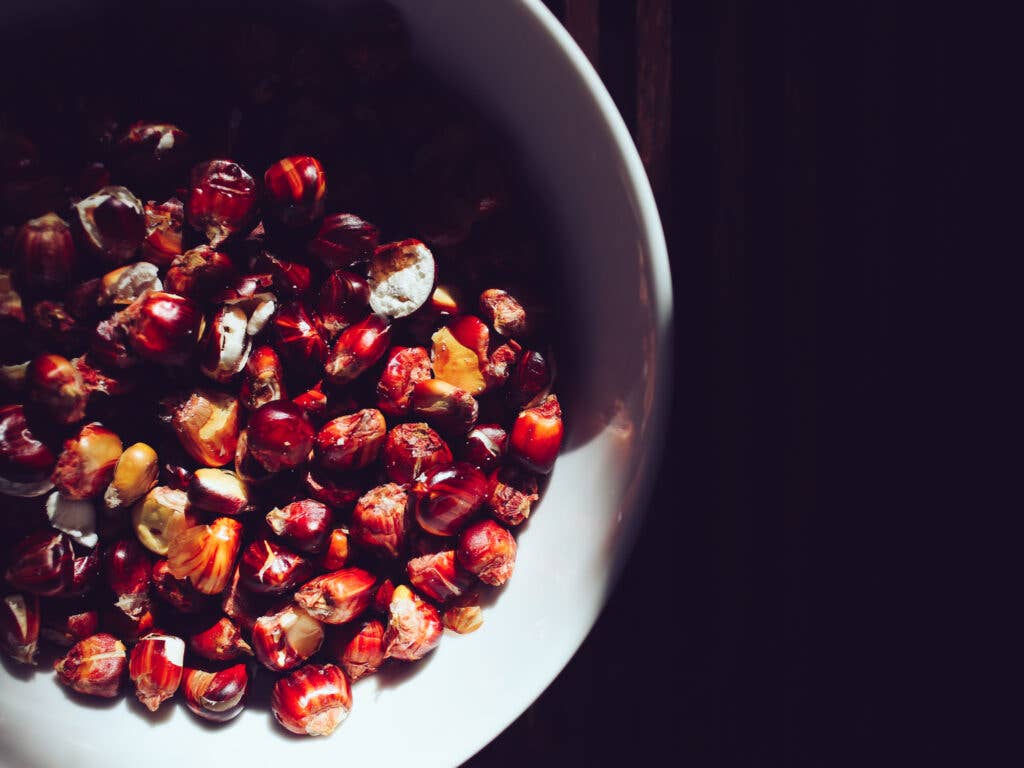 Multicolored corn, brought from Peru