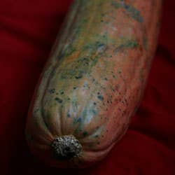 Banana Squash pumpkin